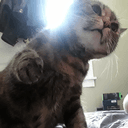 OddParsley43